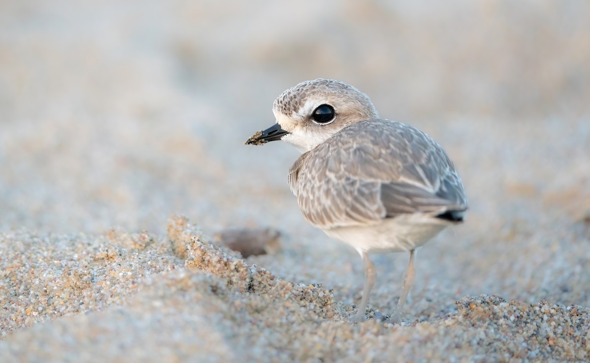 Snowy Plover - ML596903501