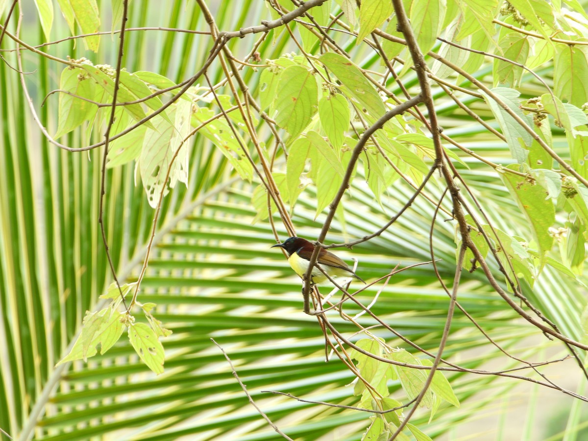 Purple-rumped Sunbird - ML596903831