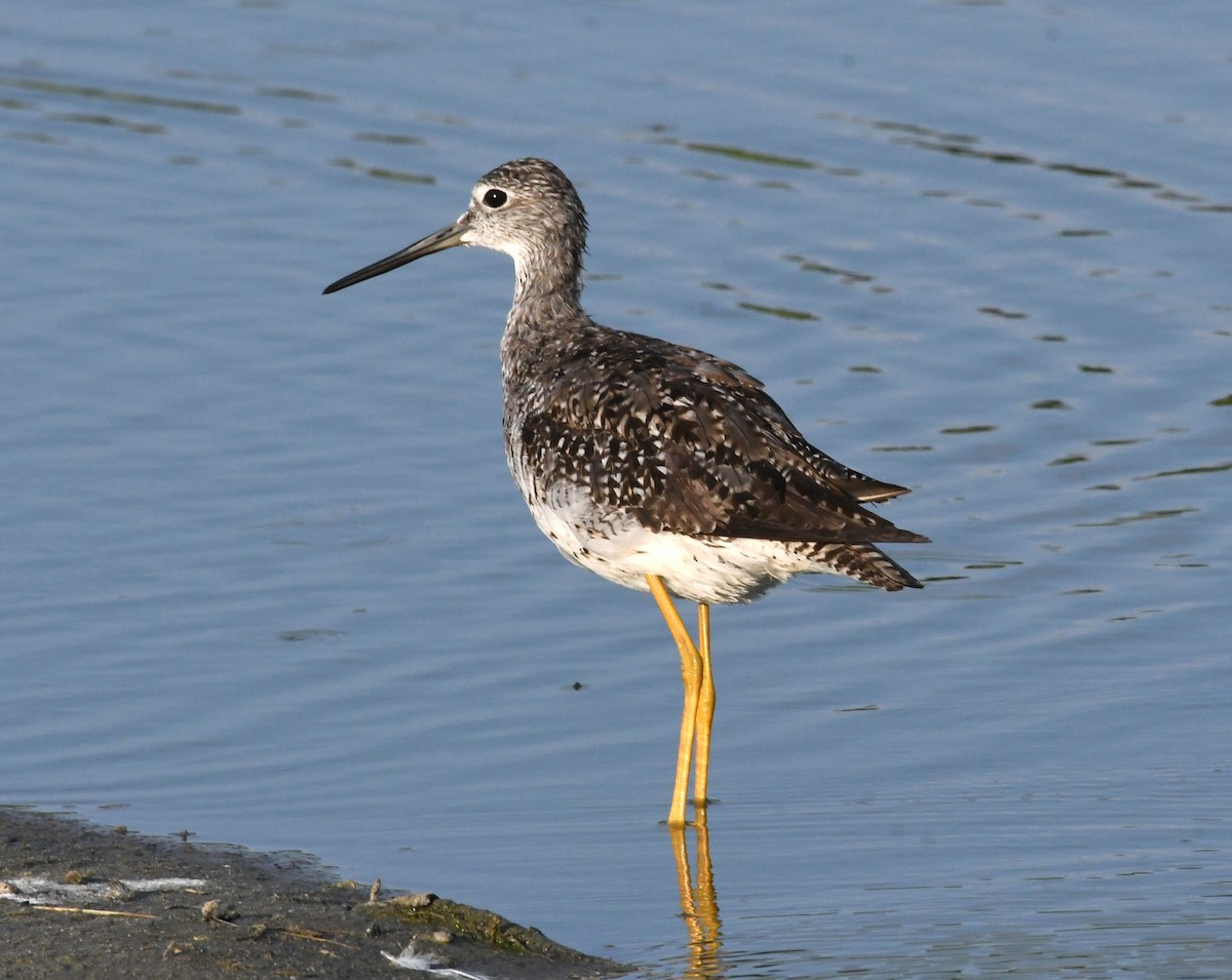 Greater Yellowlegs - David True
