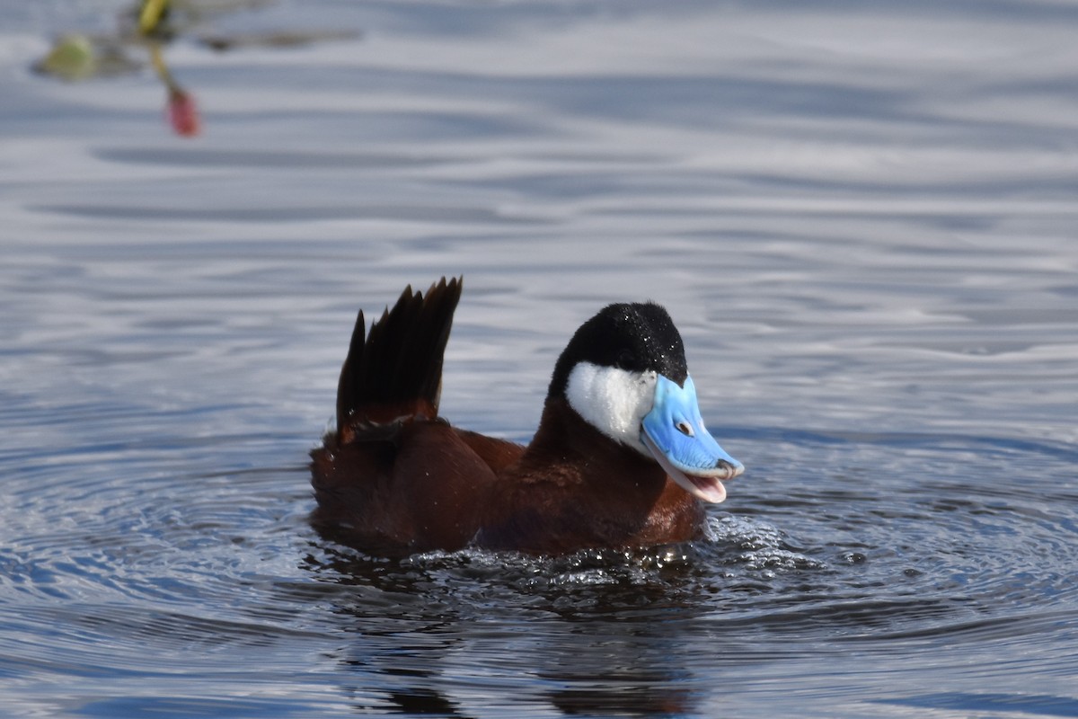 Ruddy Duck - ML596907171