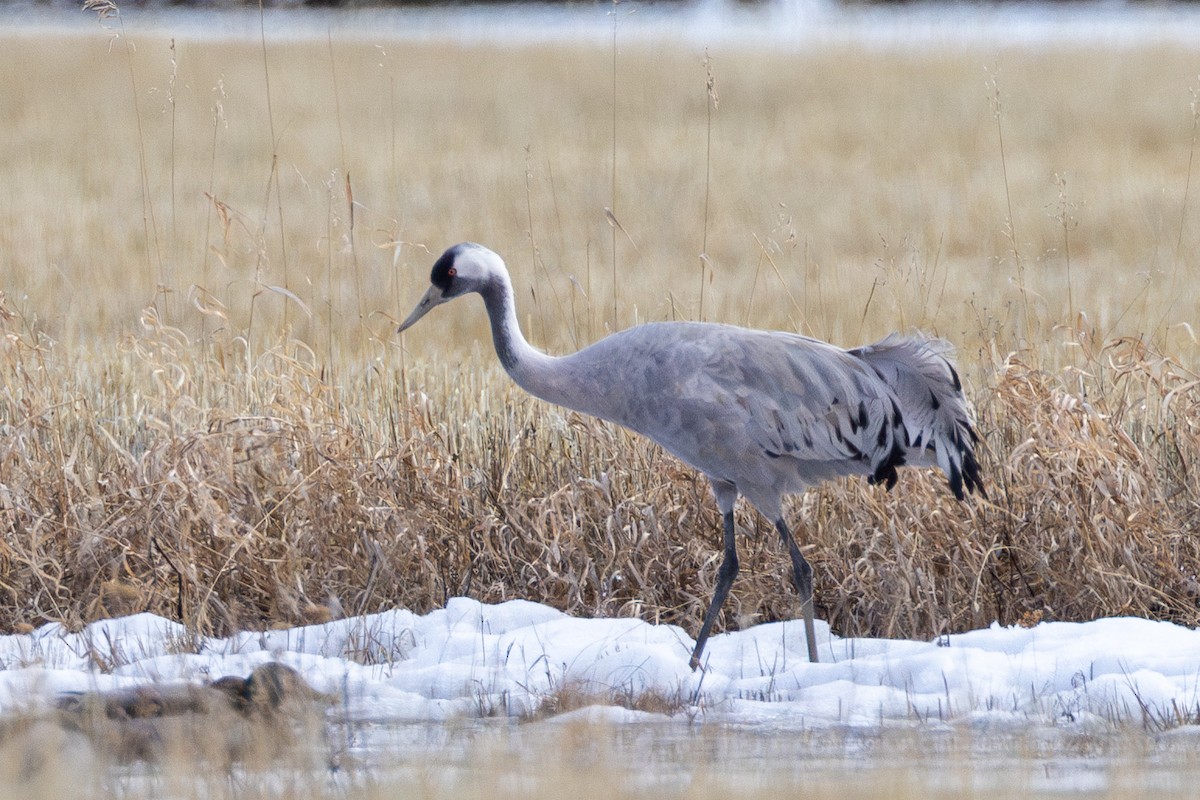 Common Crane - Jukka Jantunen