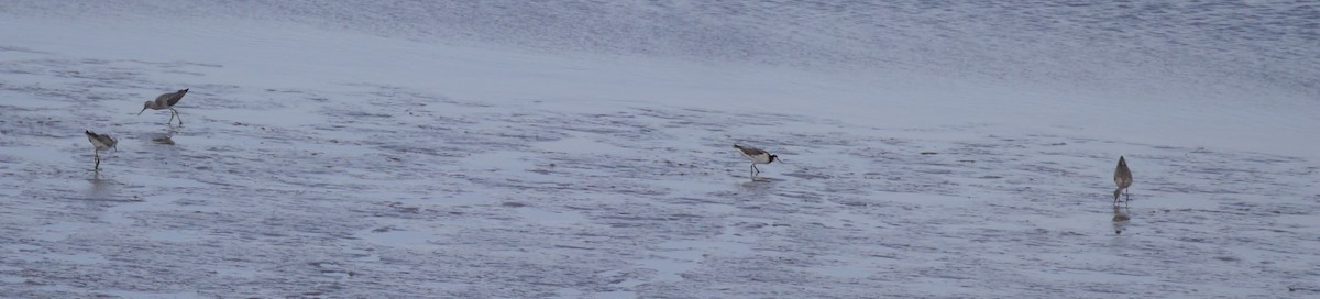 Wilson's Phalarope - Ted 🦃