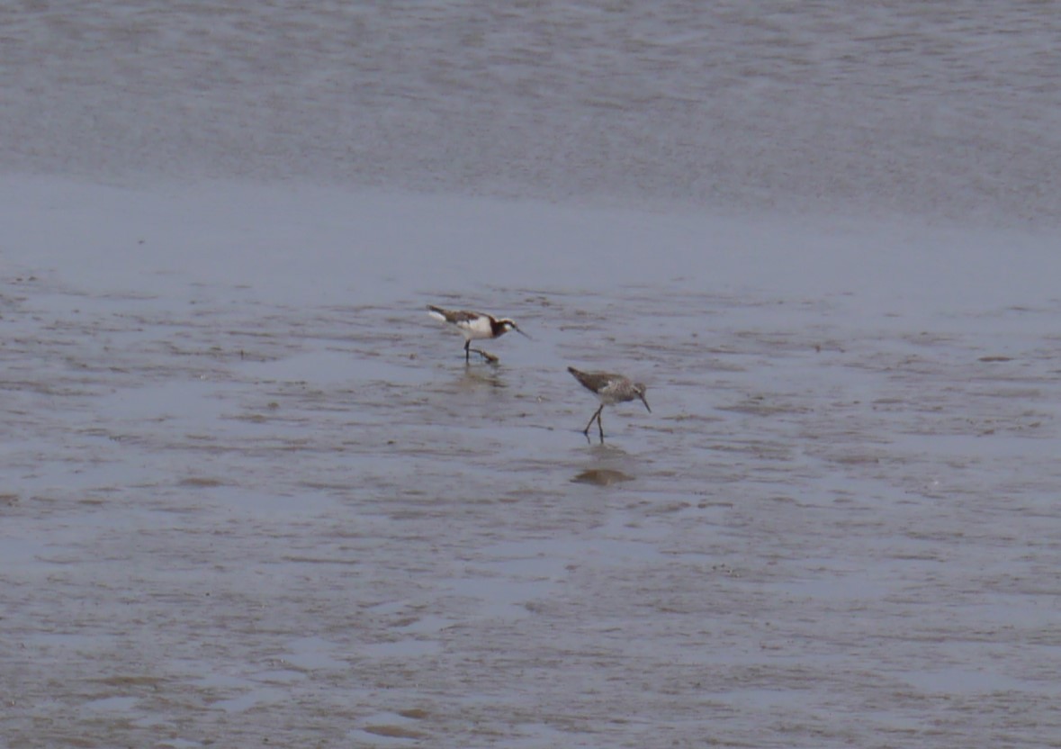 Wilson's Phalarope - ML596908181