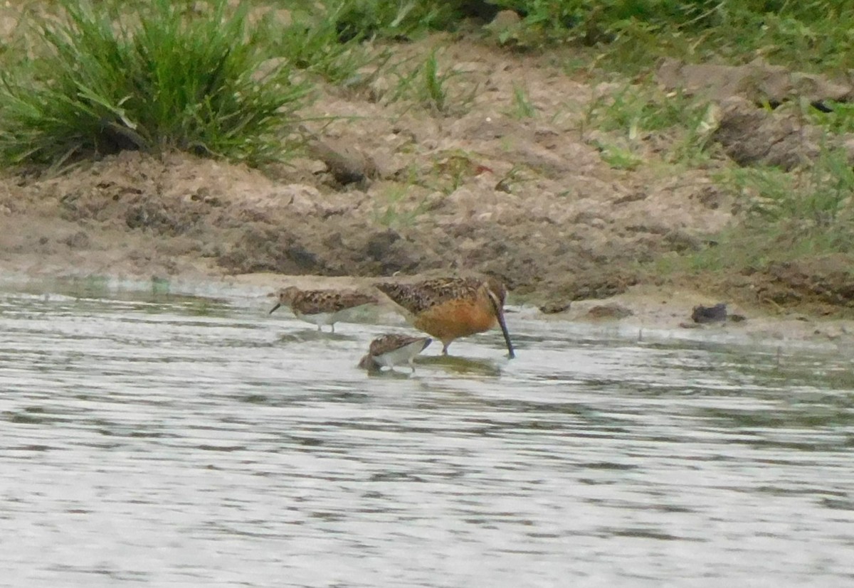 Short-billed/Long-billed Dowitcher - Meghann McLeroy