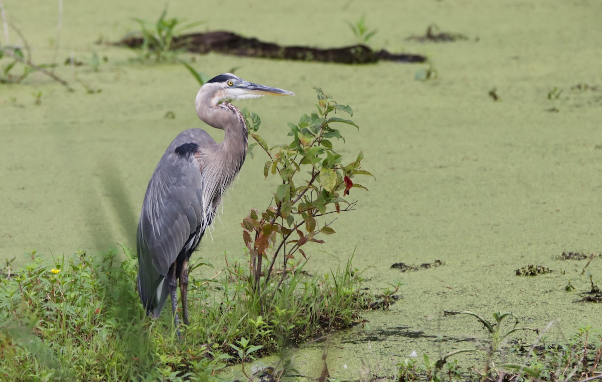 Great Blue Heron - ML596908991