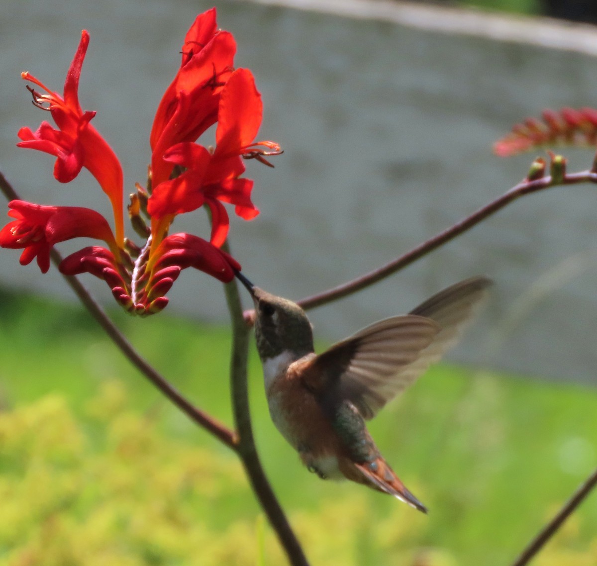 Rufous Hummingbird - ML596909431