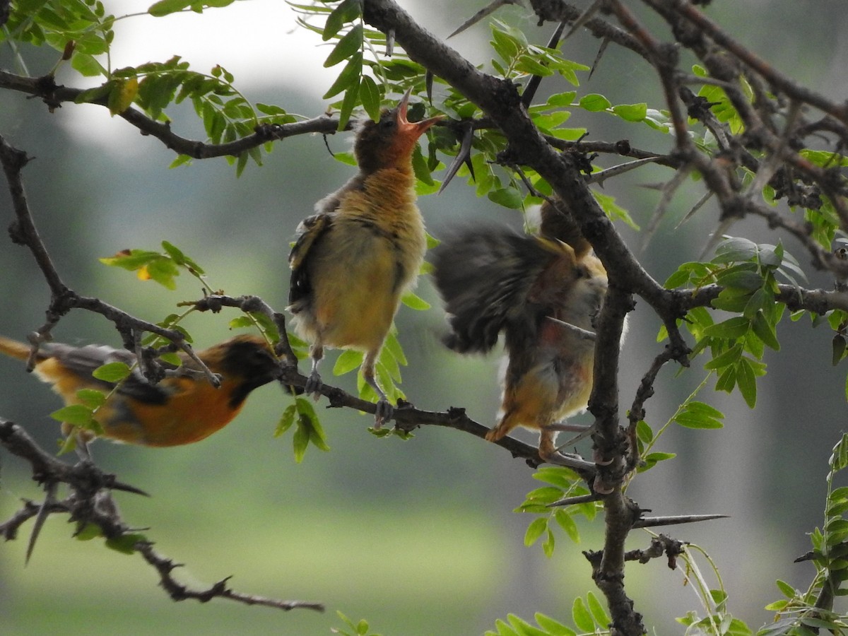 Baltimore Oriole - ML596910281