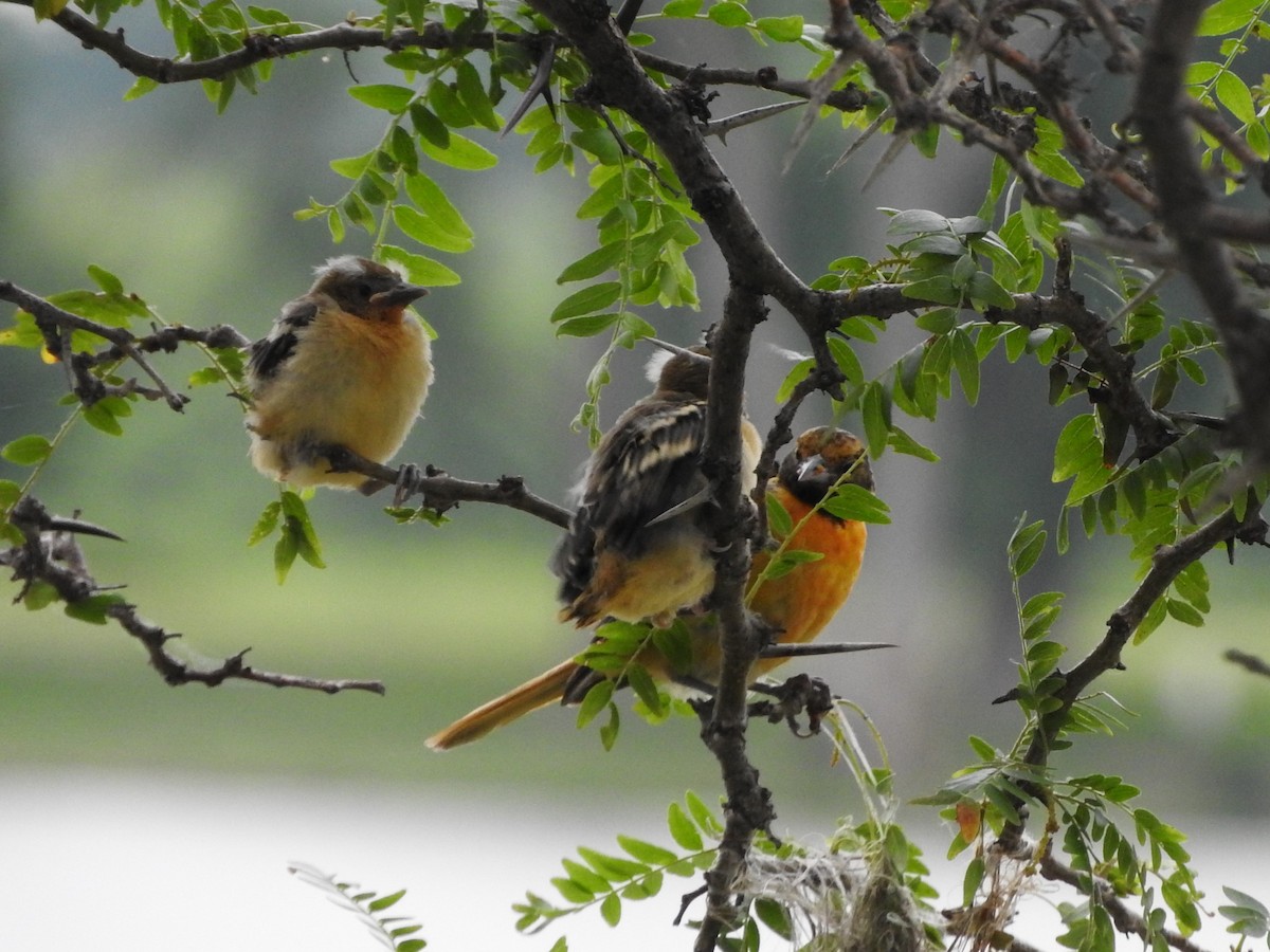 Baltimore Oriole - ML596910311