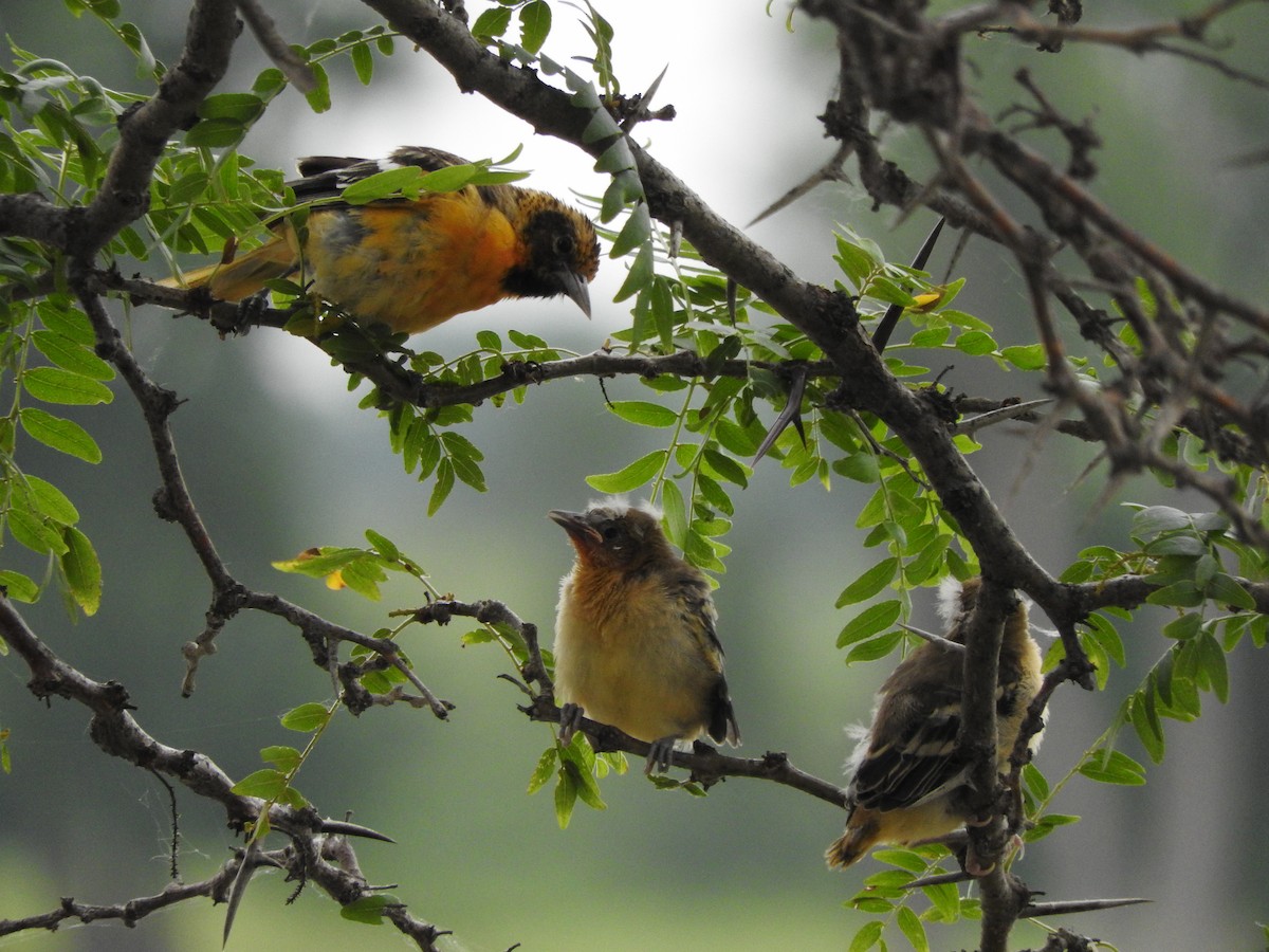 Baltimore Oriole - ML596910451