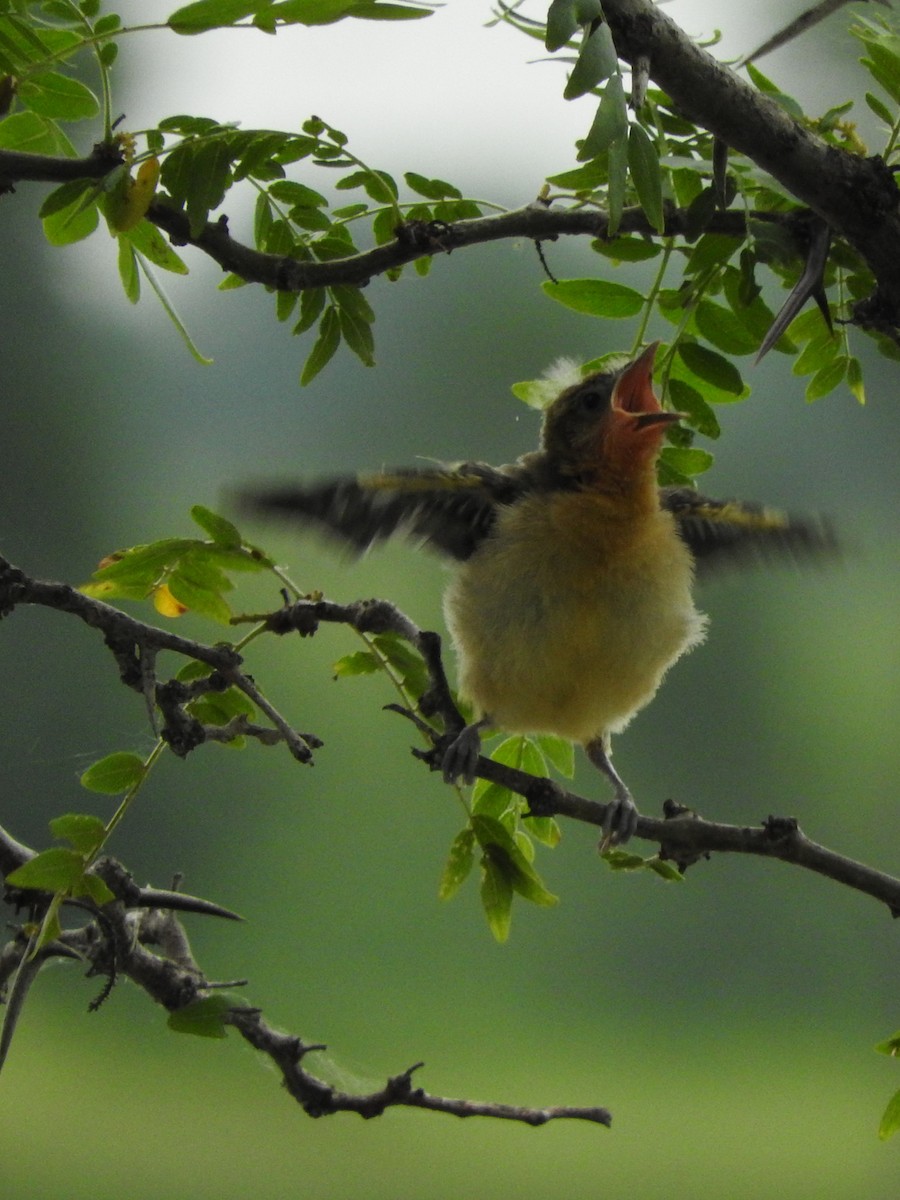 Baltimore Oriole - ML596910921