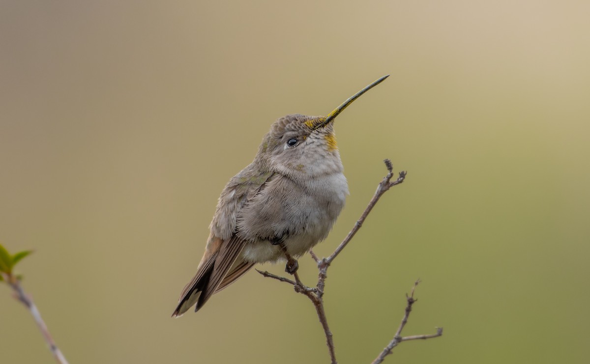 Oasis Hummingbird - ML596911251