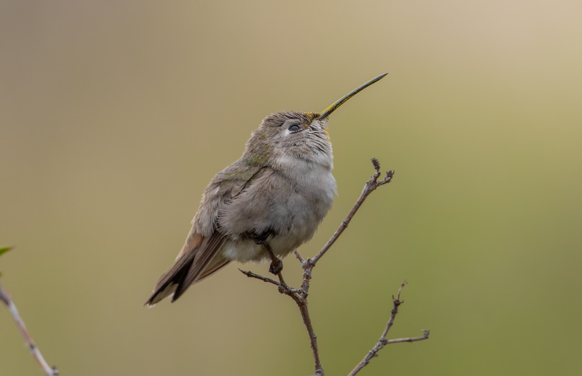 Oasis Hummingbird - ML596911611