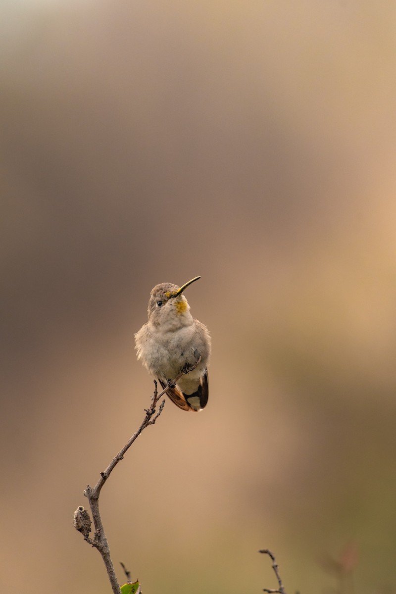 Oasis Hummingbird - ML596911681