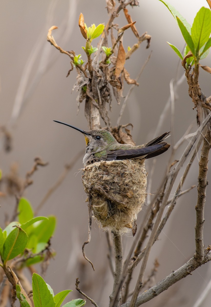 Oasis Hummingbird - ML596911721