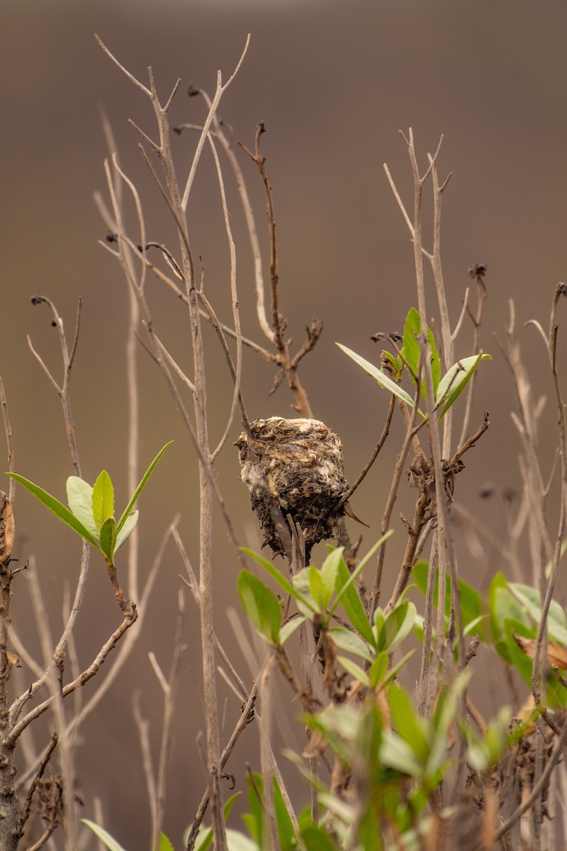 Oasis Hummingbird - ML596911781