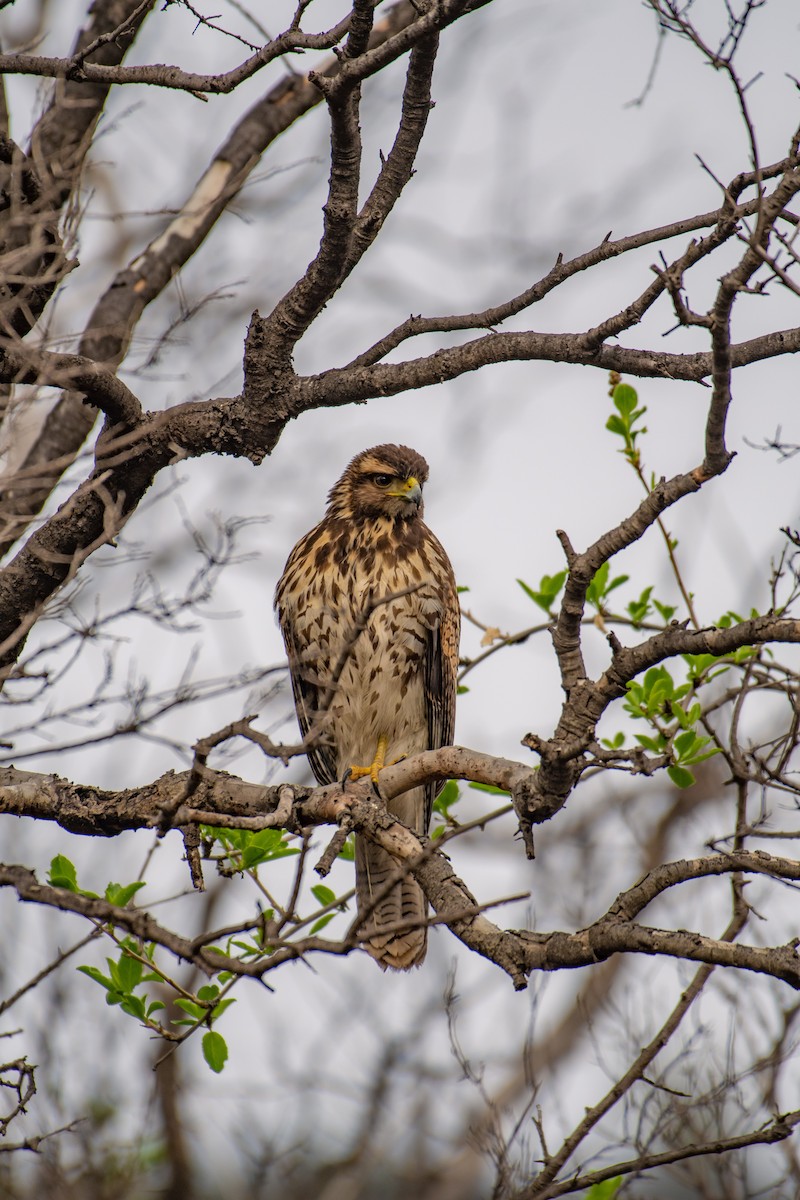 Harris's Hawk - ML596911811