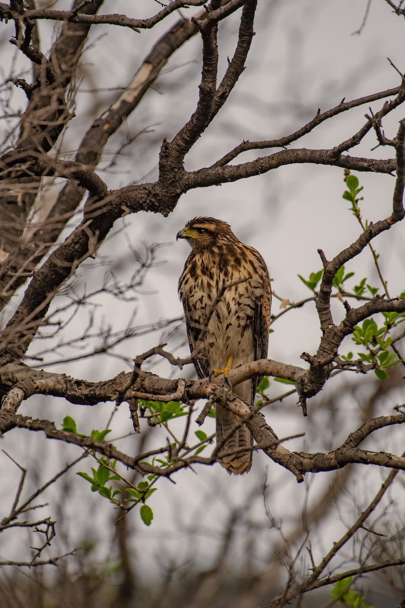 Harris's Hawk - ML596911821