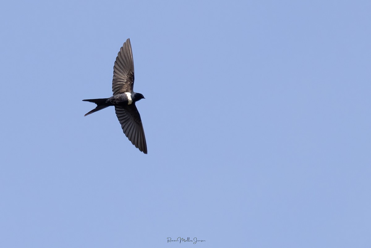 White-banded Swallow - ML596911831