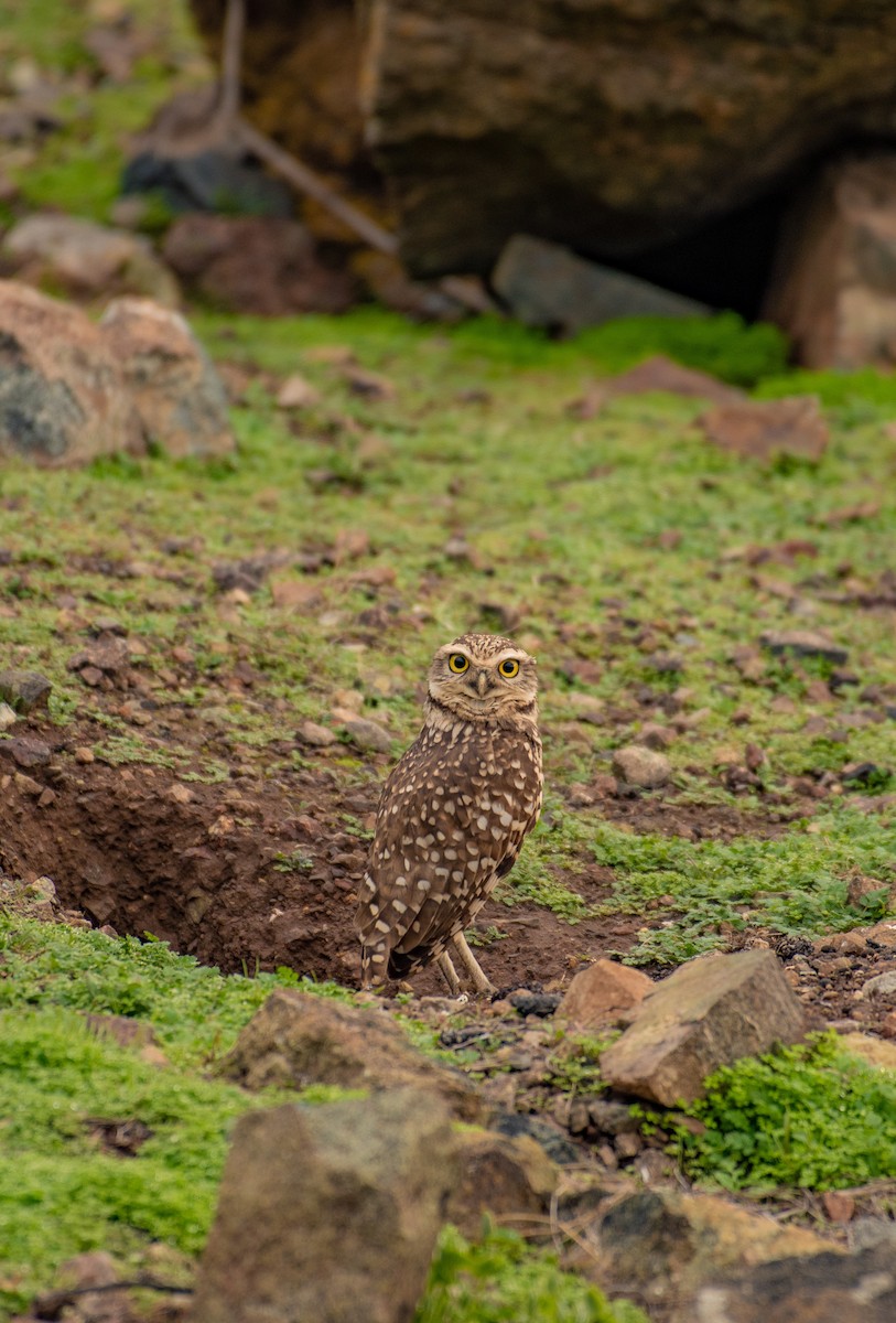 Burrowing Owl - ML596911991