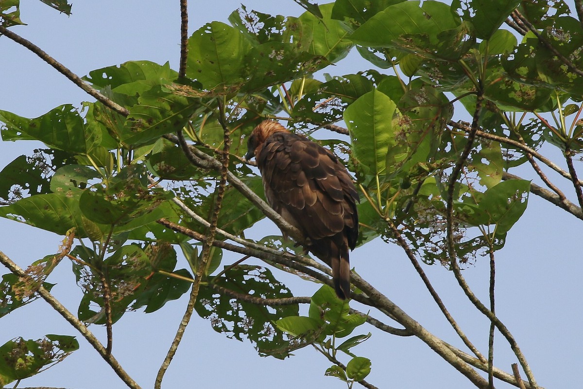 Wallace's Hawk-Eagle - ML596912631