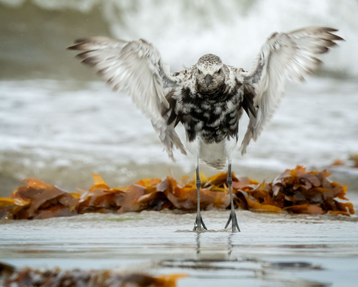 Black-bellied Plover - ML596912661