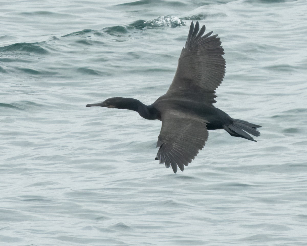 Brandt's Cormorant - ML596912811