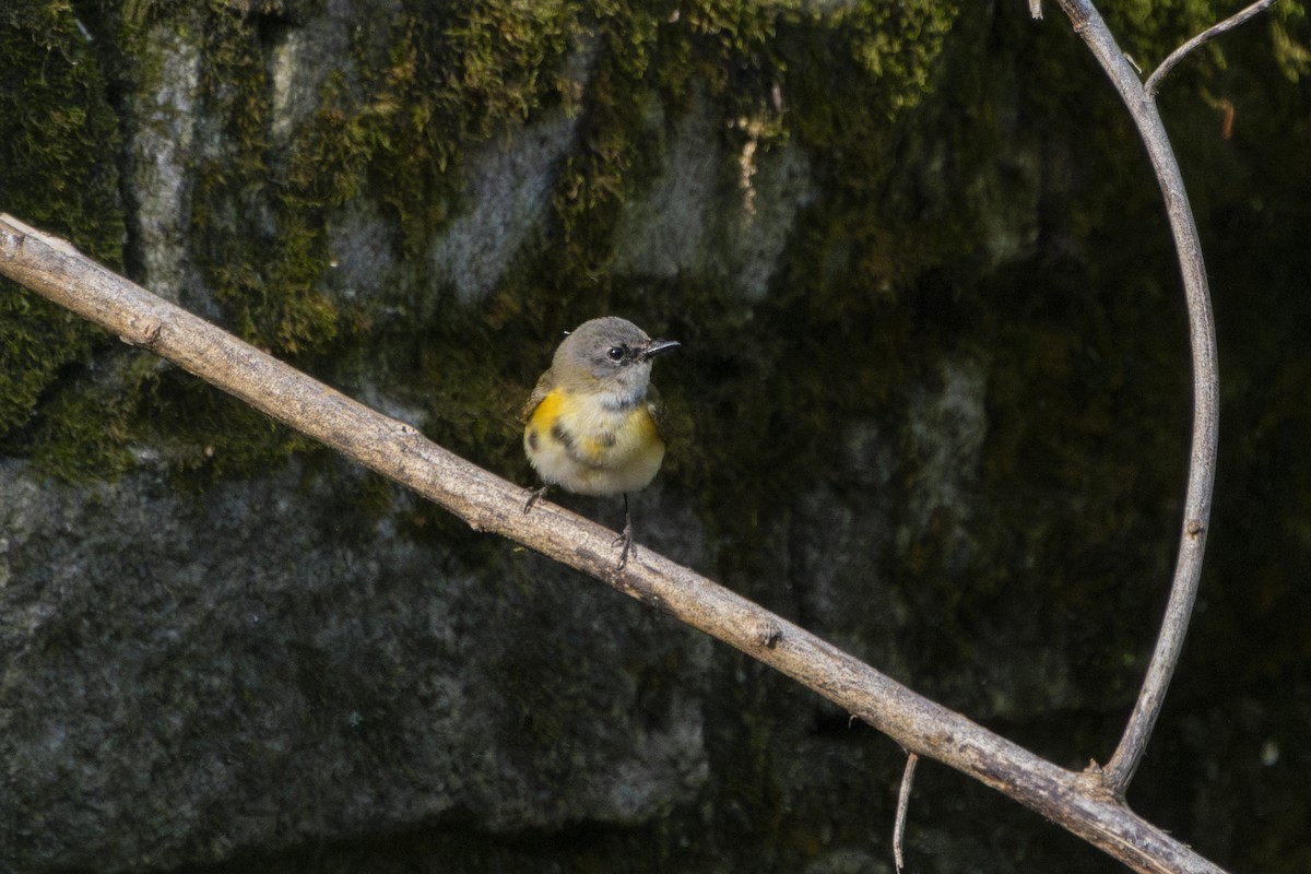 American Redstart - ML596912941