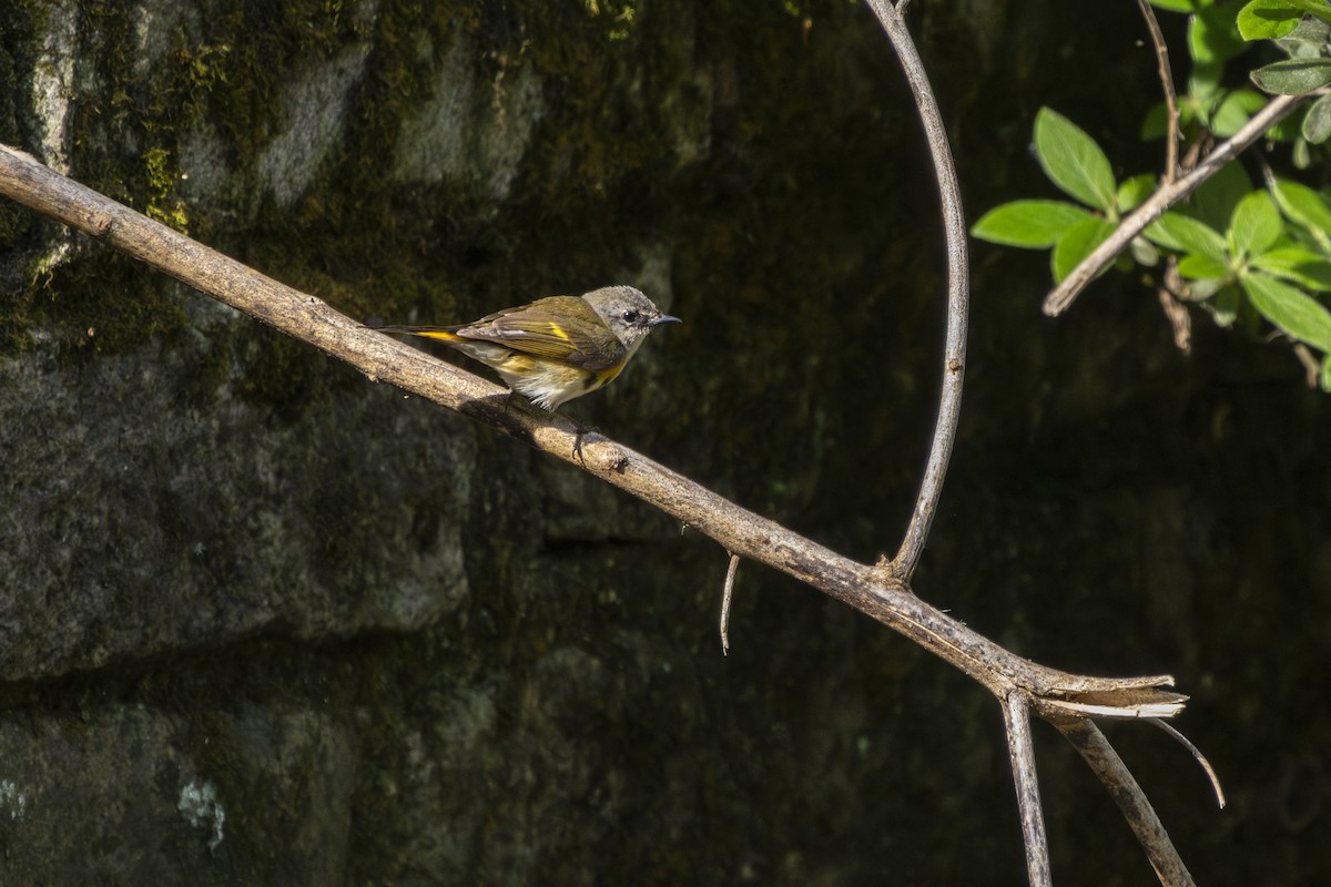 American Redstart - ML596912951