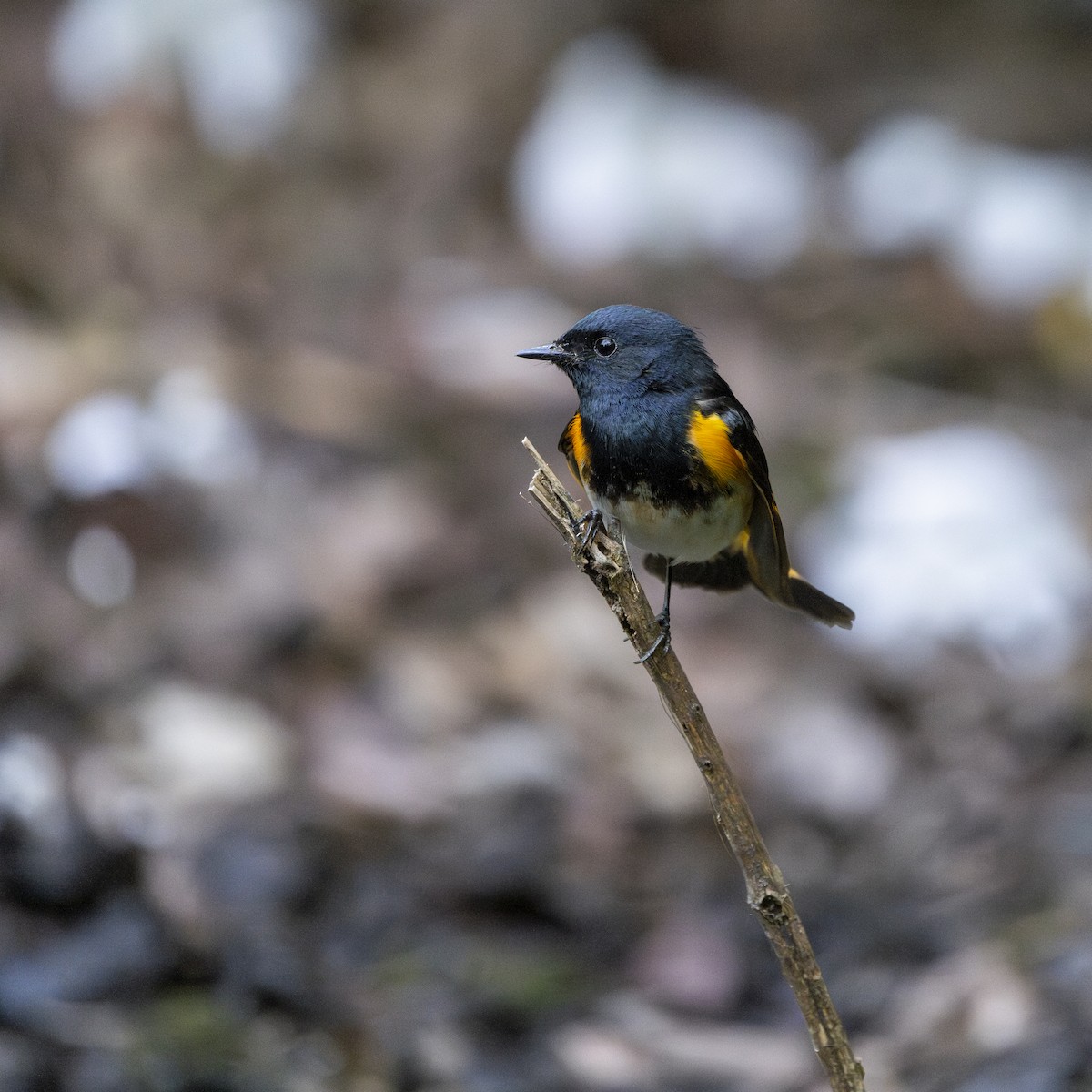 American Redstart - ML596912981