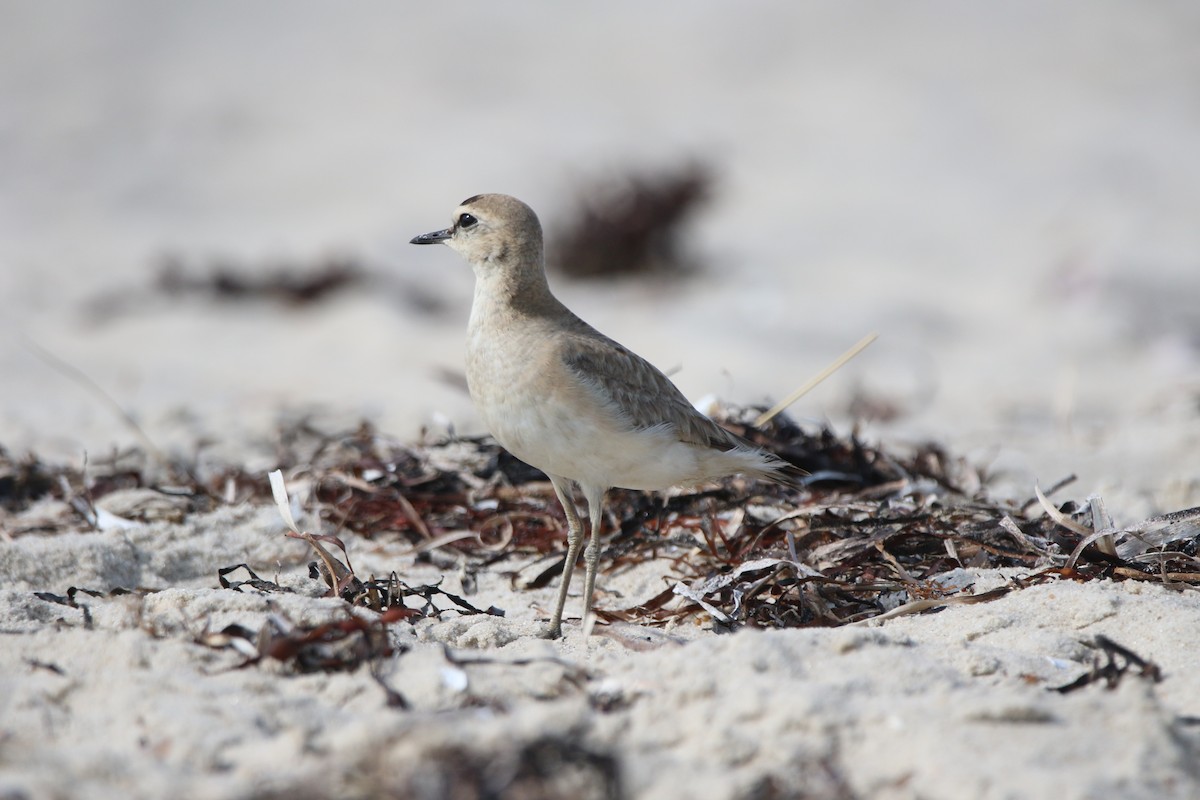 Mountain Plover - Lauren Grimes