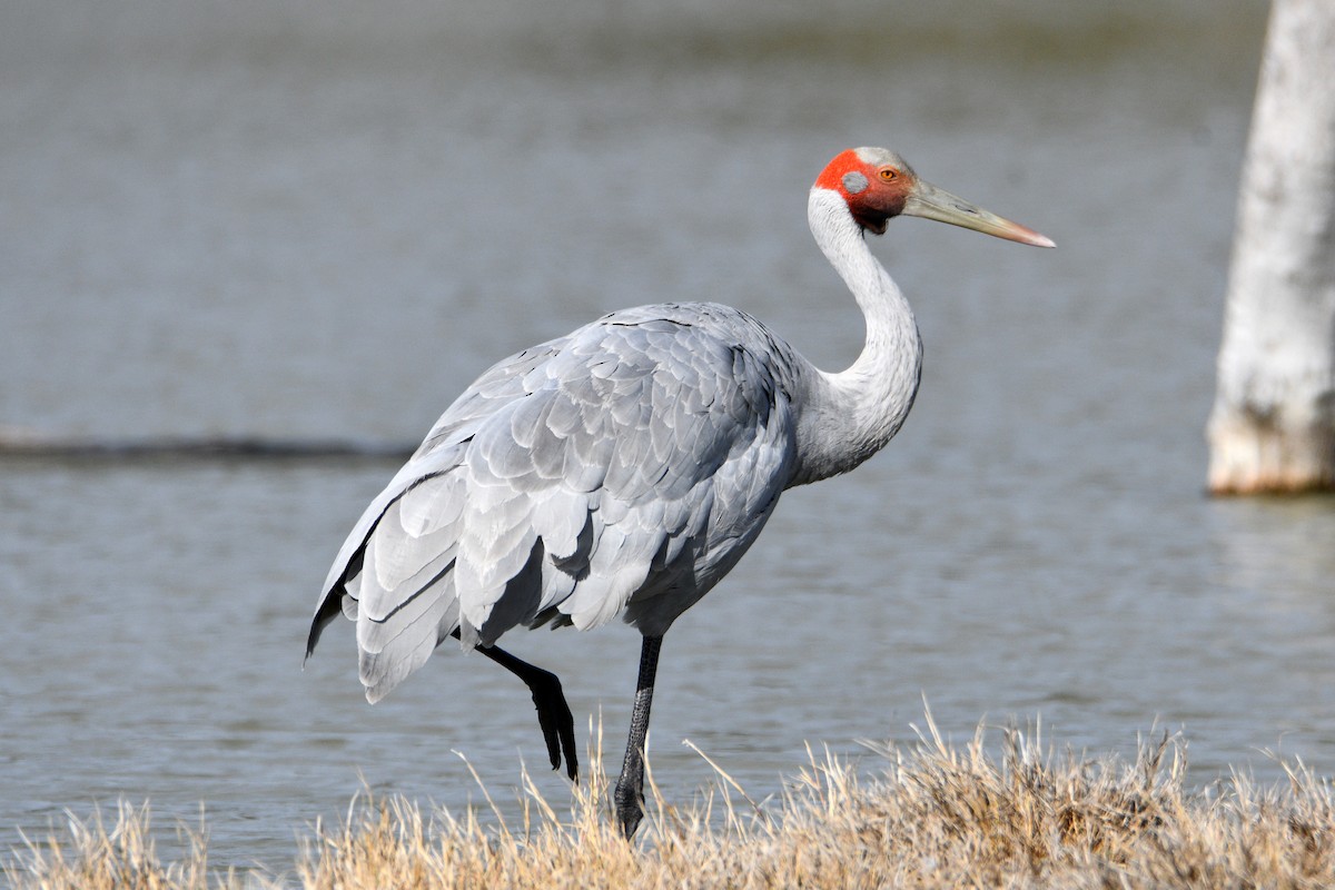 Brolga - Peter & Shelly Watts