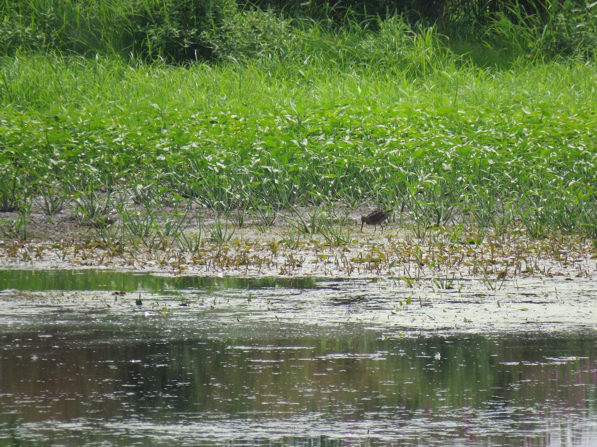 Short-billed Dowitcher - Jonah Tamez