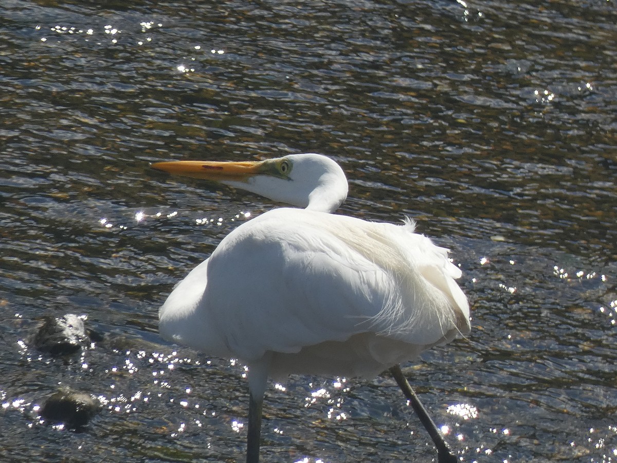 Great Egret - ML596914381