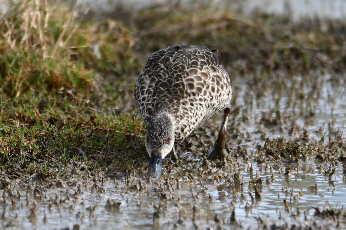 Gray Teal - Peter & Shelly Watts