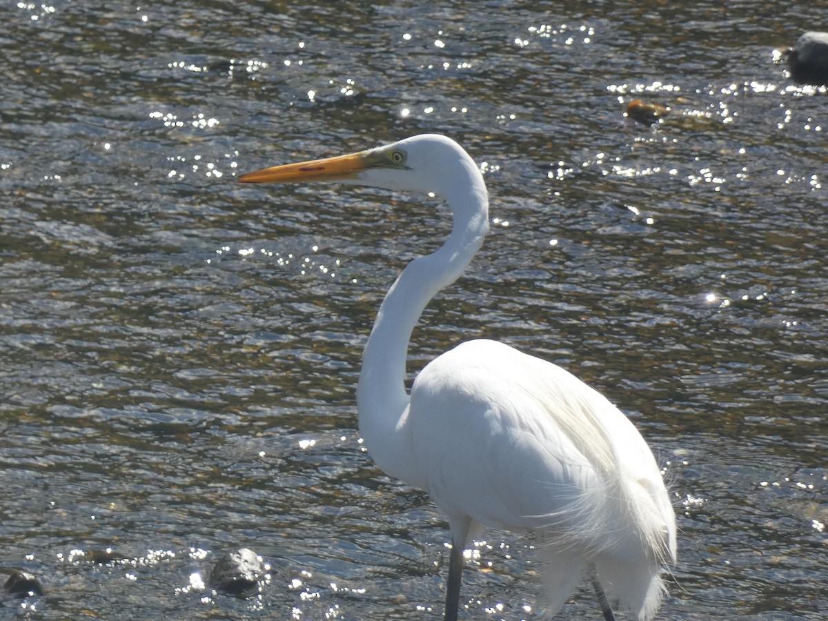 Great Egret - ML596914471