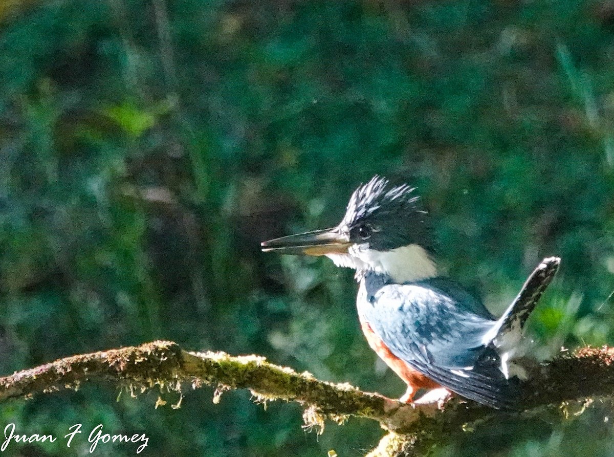 Ringed Kingfisher - ML596914771