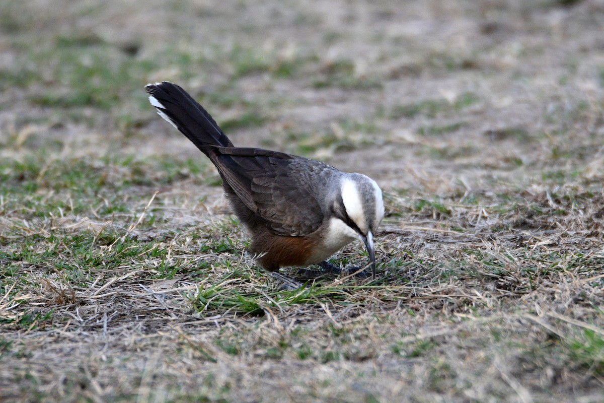 Gray-crowned Babbler - Peter & Shelly Watts