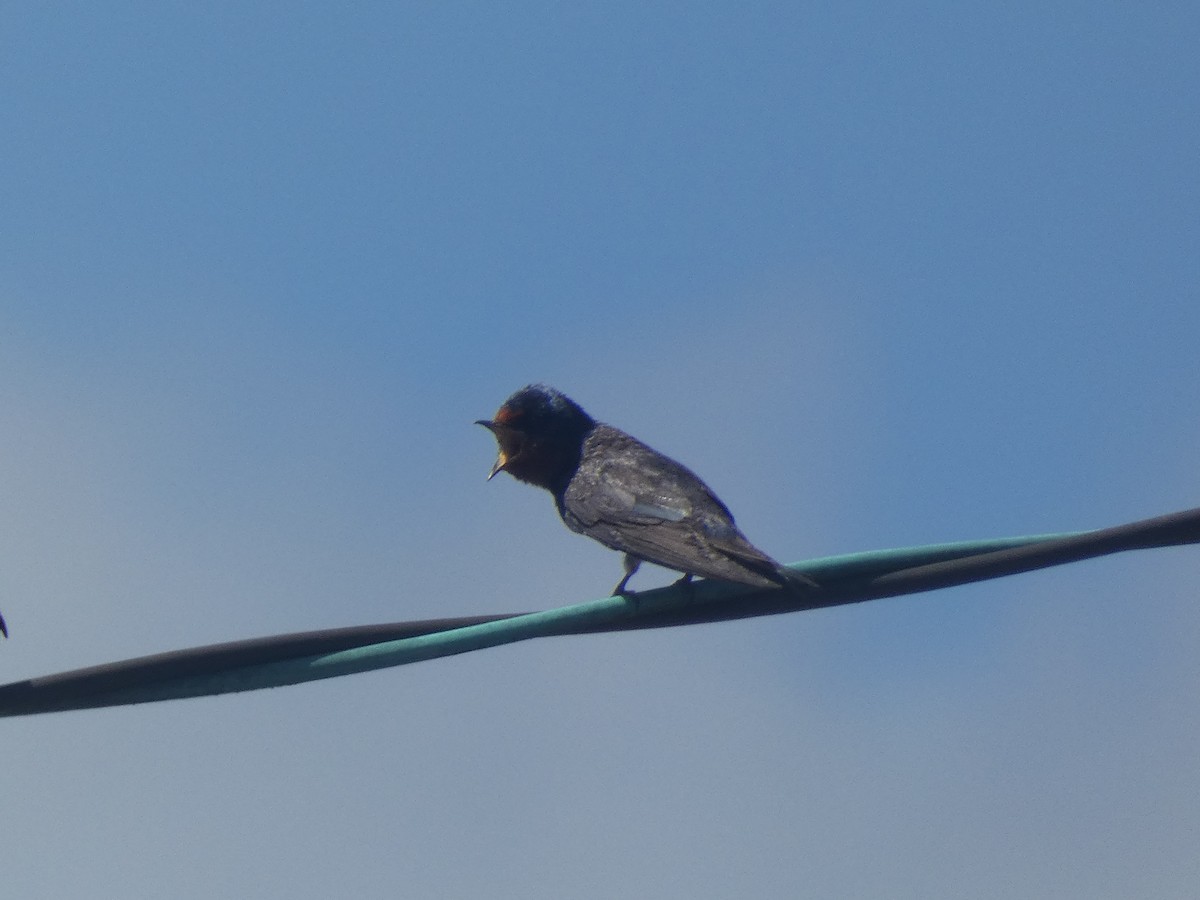Barn Swallow - ML596914841