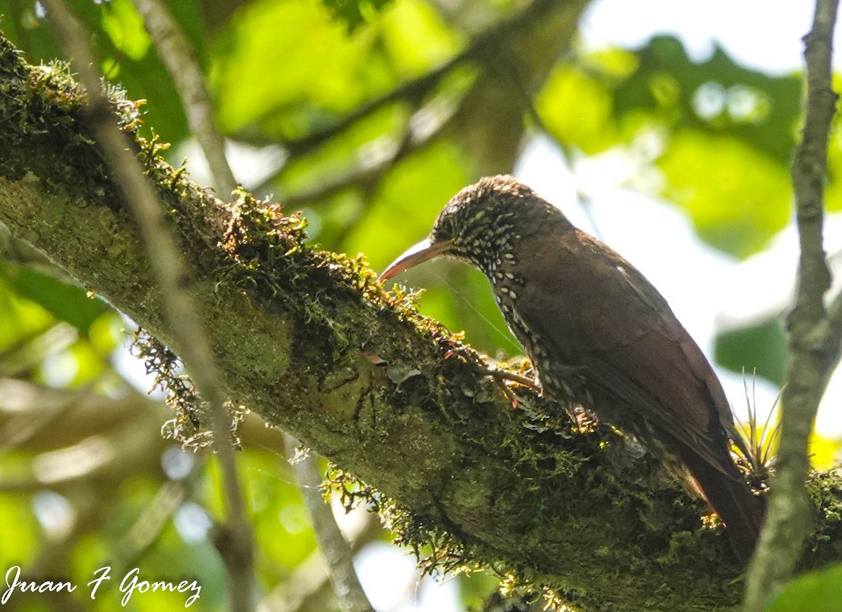 Montane Woodcreeper - ML596914851