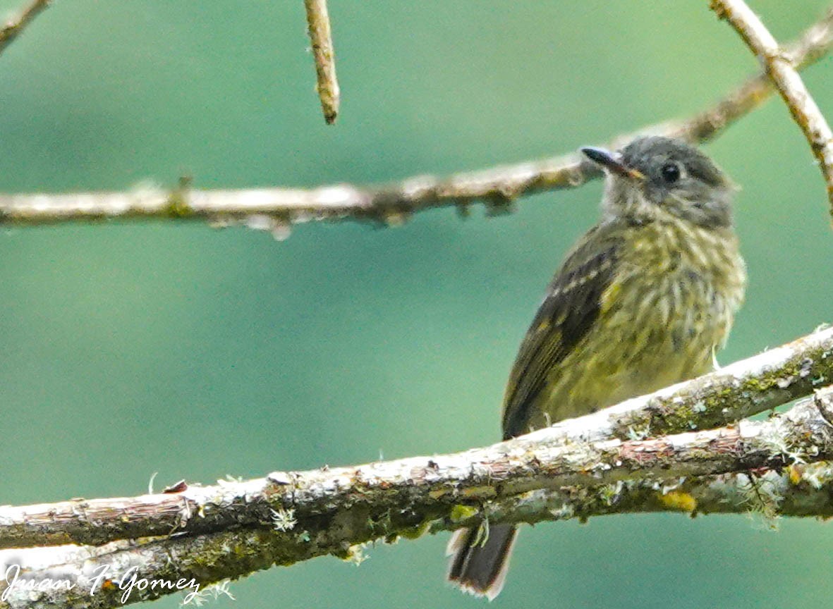 Streak-necked Flycatcher - ML596914981