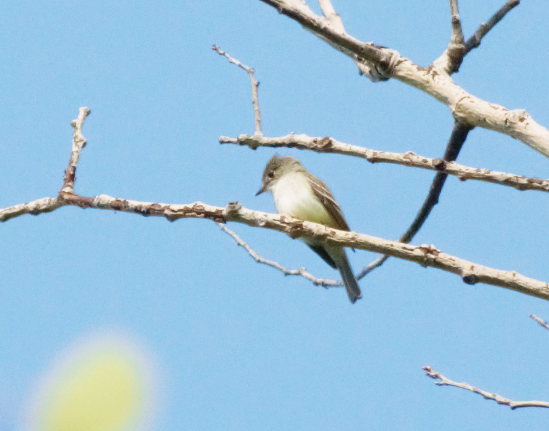 Least Flycatcher - ML596915061