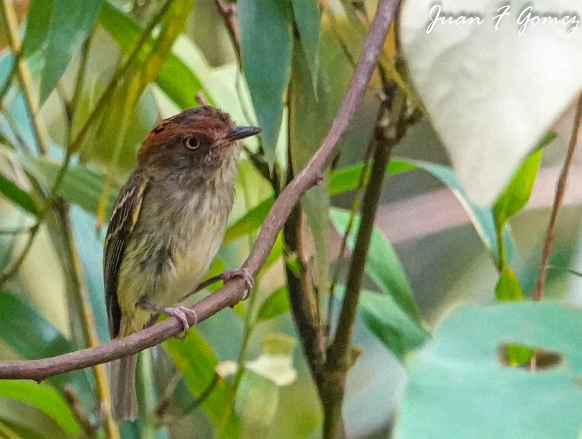 Scale-crested Pygmy-Tyrant - ML596915071