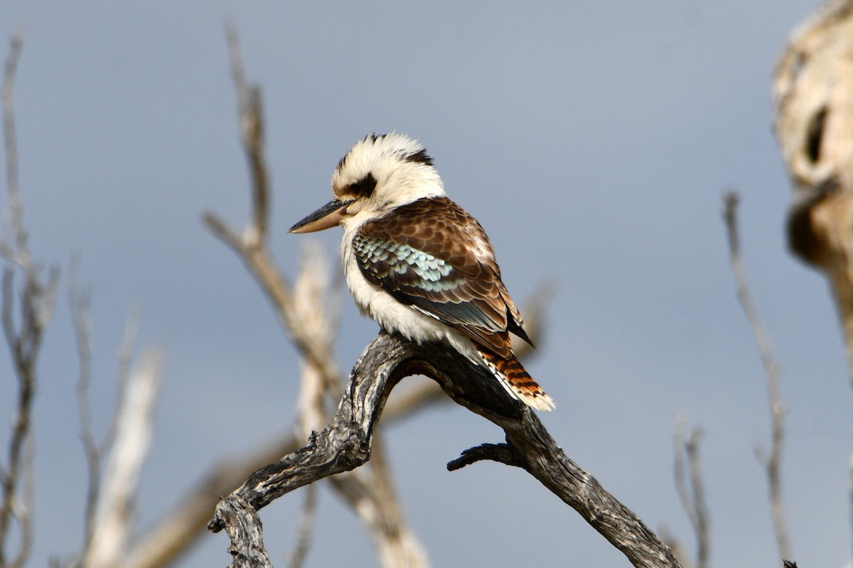 Laughing Kookaburra - Peter & Shelly Watts