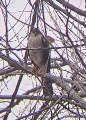 Sharp-shinned Hawk - ML596915721