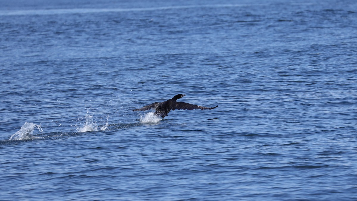 Great Cormorant - ML596915901