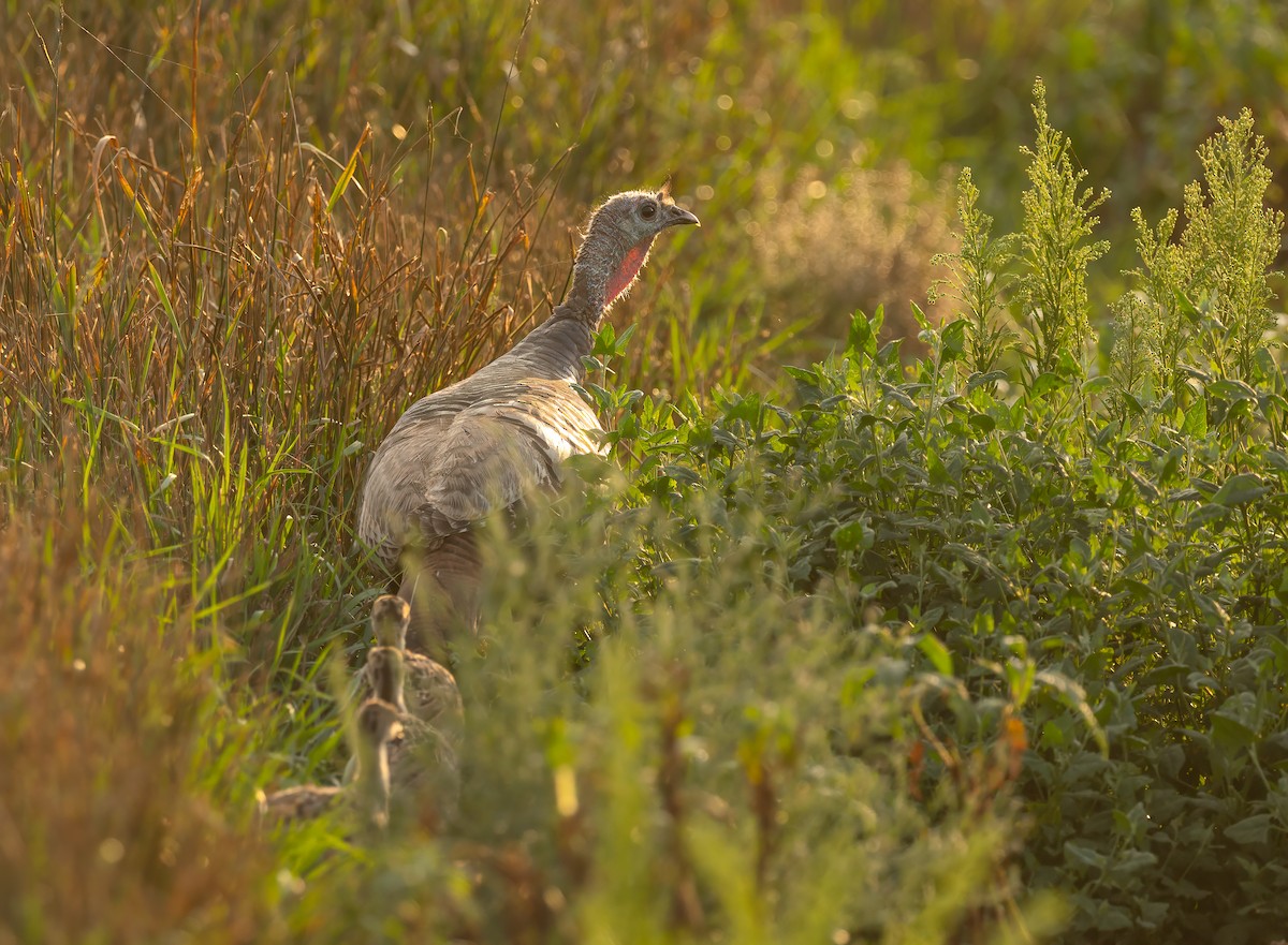 Wild Turkey - ML596916071