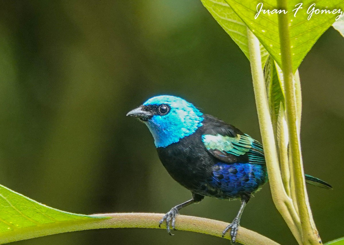 Blue-necked Tanager - ML596916201