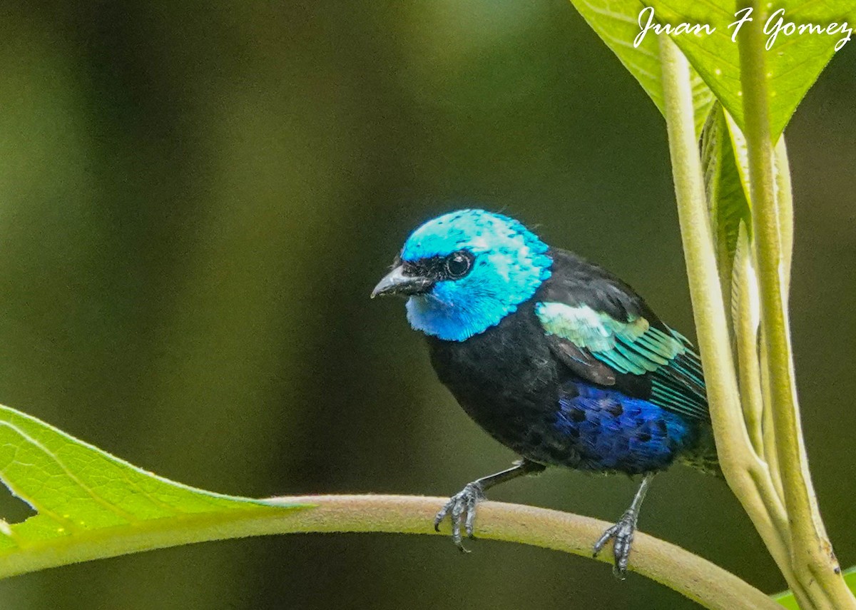 Blue-necked Tanager - ML596916211