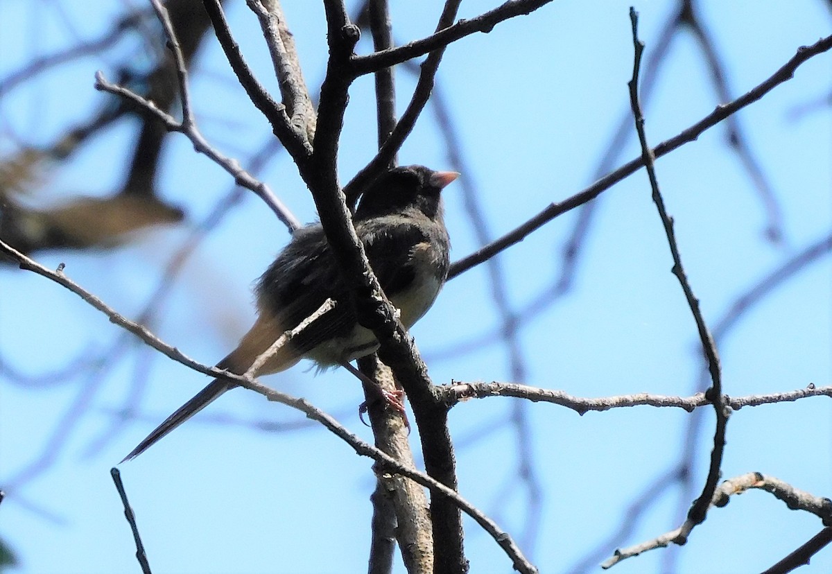 Dark-eyed Junco - ML596916591