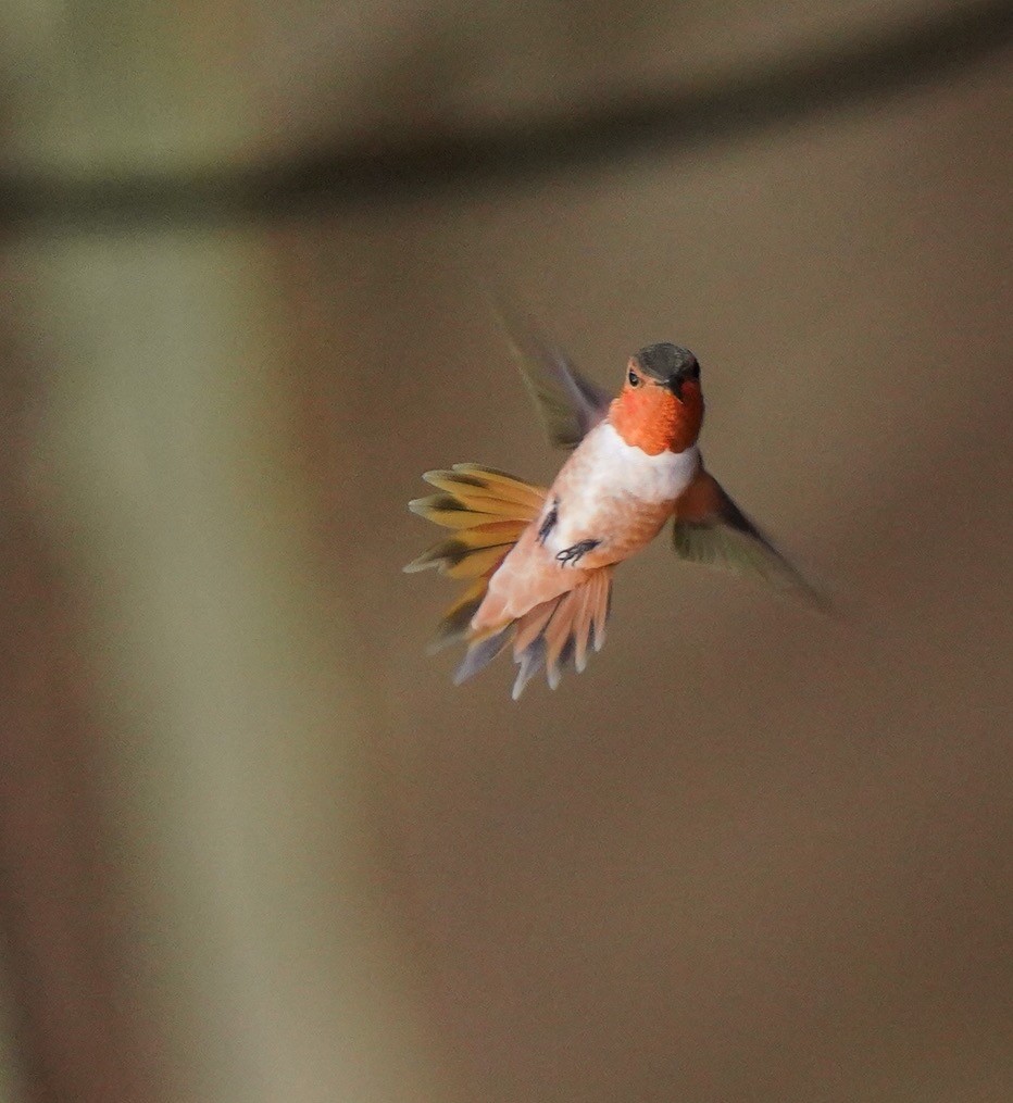 Colibrí Rufo - ML596916671